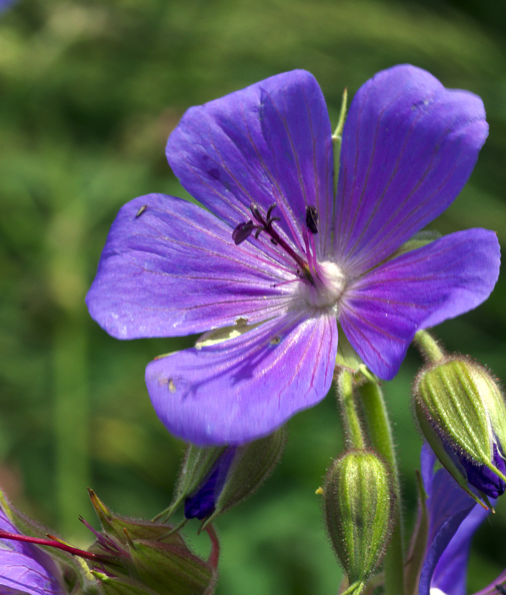 Native Wildflower Seeds Suitable For Most Soils Gss Direct Ltd